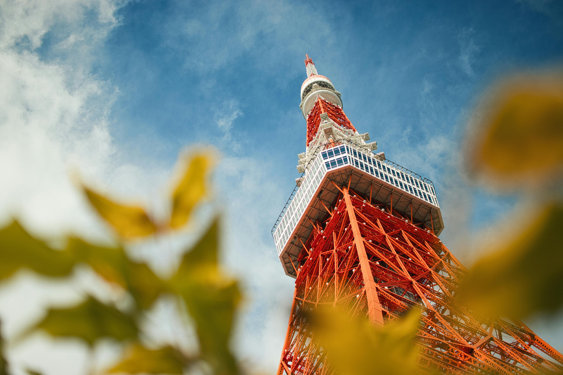 東京鐵塔與楓葉